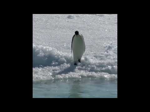 Penguin going through an existential crisis