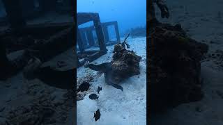 Giant moray eel 👾VS Fimbriated moray😈