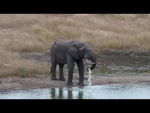 Djuma: Lone Elephant bull gets cool drink of water from the dam - 12:30 - 04/22/19