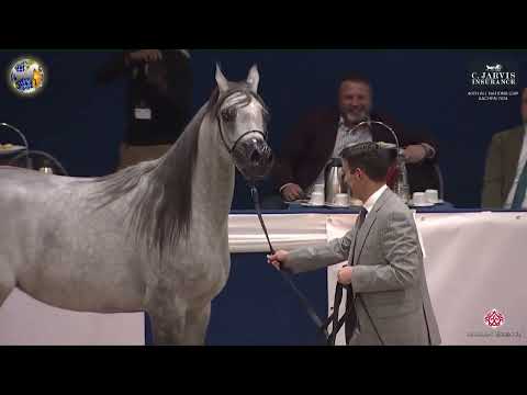 N 39 D ASERAH   40th All Nations Cup  Aachen 2024   Fillies 2 Years O