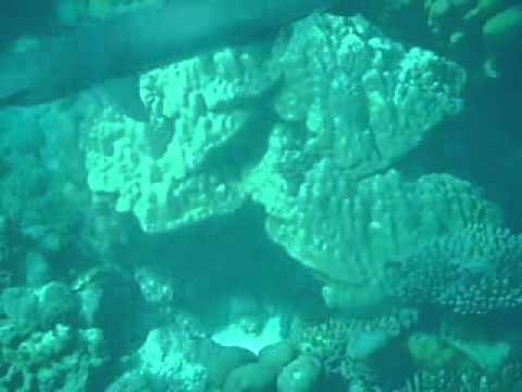 Weisspitzenriffhai, Addu Atoll,Malediven