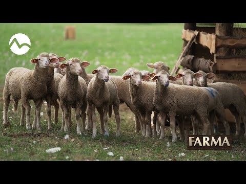Ovce zjedli modrú farbu! - FARMA