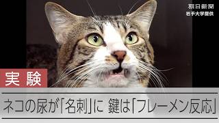 鍵はネコの表情「フレーメン」　ネコの尿に「名刺」嗅いだ時の表情から分析