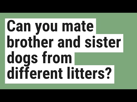 Can you mate brother and sister dogs from different litters?