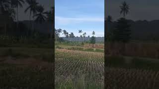 preview picture of video 'mini Bohol adventure'