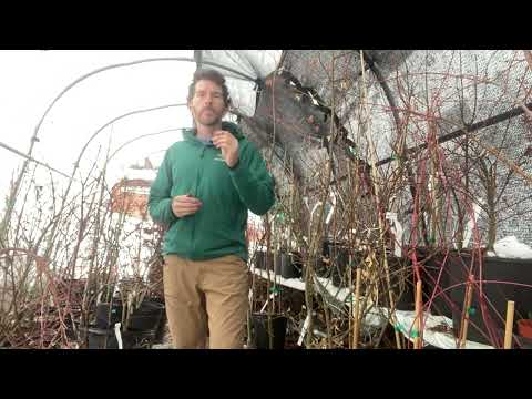 Episode 43: Quick Winter Tips for Containers