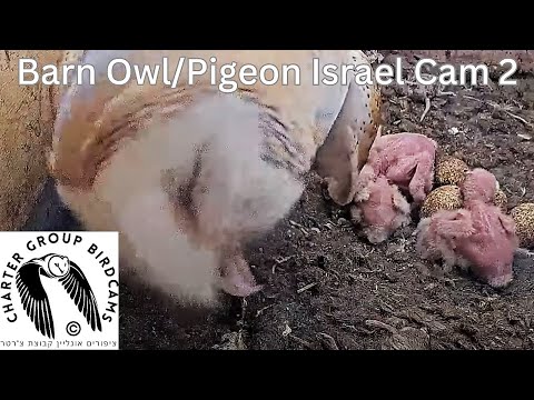 LIVE Barn Owl/Pigeon Israel Cam 2| תנשמת | The Charter Group of Wildlife Ecology