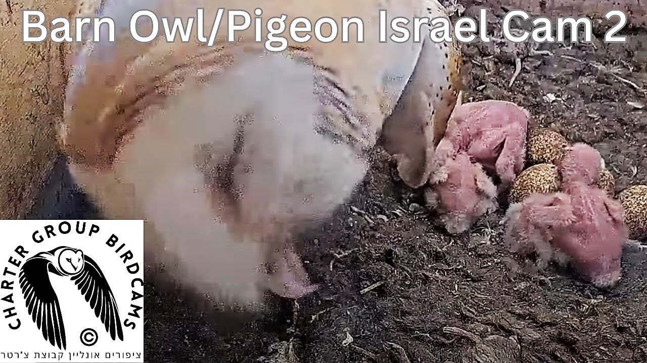 Live webcam view of Cámara nido de lechuza y paloma