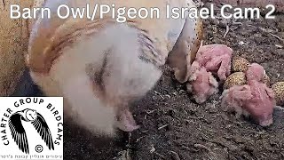 Northern · Migdal HaEmeq · Jezreel Valley Barn Owl Nest live stream