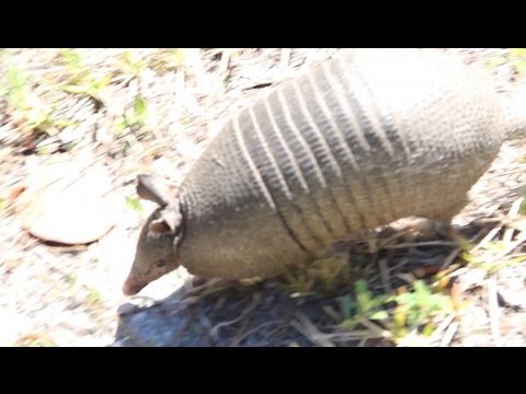 Armadillo Comes Close To Say Hi