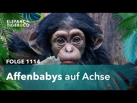 Die prächtigen Affen-Babys des Zoo Leipzig (Folge 1114) | Elefant, Tiger & Co. | MDR