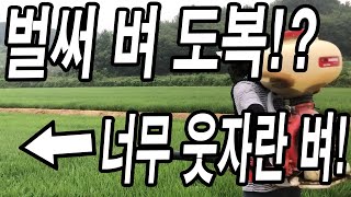 벼 벌써 도복!? 지속적인 장마철에 너무 웃자라버린 벼! 방제약 뿌렸습니다!