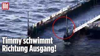 Will er los?: Timmy schwimmt Richtung Ausgang!