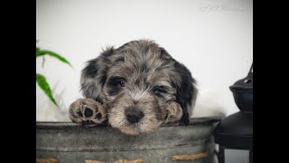 Video preview image #12 Bordoodle Puppy For Sale in STRAFFORD, MO, USA