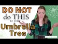 Umbrella Plant Problems | Leaves FALLING OFF, Leggy plant, & MORE!