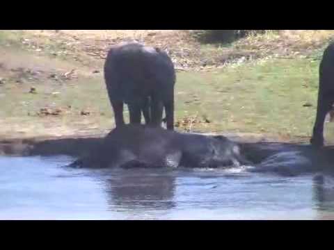 24 WILD-July 27.2013 Elephants Pool Party