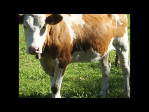 Ferienwohnung Austria A-6212 Maurach Tirol | tirolholidays@gmail.com