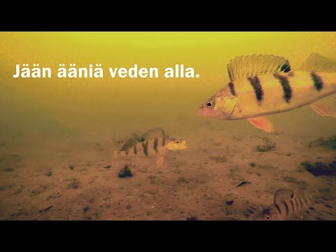 Jää naksuu ja natisee ahventen valtakunnassa