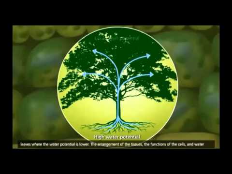 How xylem and phloem works