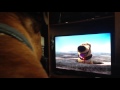 My Dog Vincent Wants To Be Dugs Friends From Disney Pixars Up Staff Bull Terrier Watching Cartoons