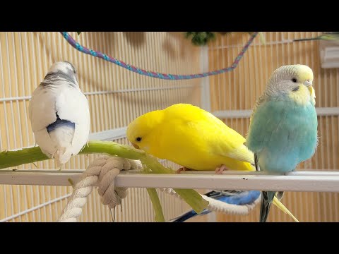 10 Hr Happy Singing & Eating Parakeet Budgies Birds, Reduce Stress of Lonely Quiet Birds