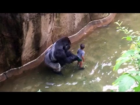Mom of Boy Who Fell Into Gorilla Enclosure: I Watch on My Kids, Accidents Happen