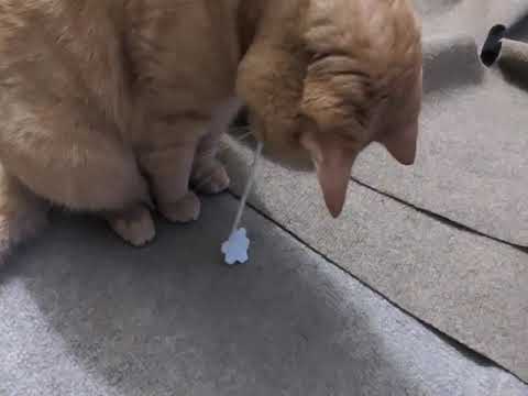 Most important video ever