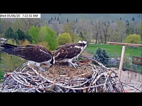 Dunrovin Ranch Osprey Video_2020-05-06_073051-Pumpkin Seed Fish