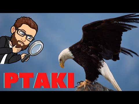 Ptaki i ich przystosowania do lotu. Skrzydła, pióra, dzioby i jeszcze kilka ciekawostek. Lecimy!🦜🦩🦚