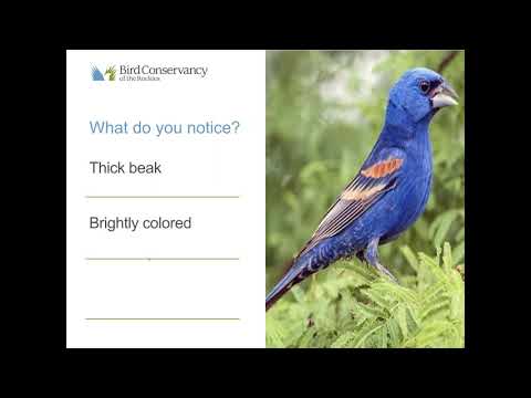 Beautiful Birds Virtual Education Program