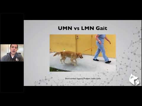 Spinal Cord Disease Beyond IVDD || Webinar Series Lecture # 1