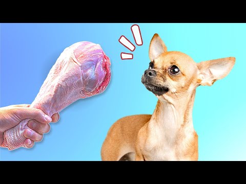 Safe vs Unsafe Bones For Your Dog's Breed
