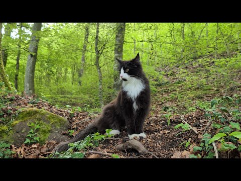 Norwegian Forest Cat: Odin's Playstation
