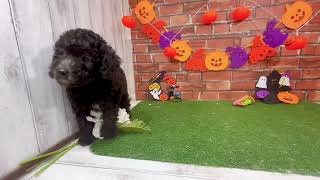 トイプードルの動画01