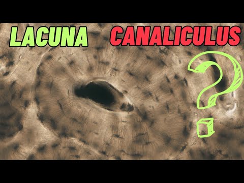 Lacunae and canaliculi (Bone tissue) | In 3 MINUTES