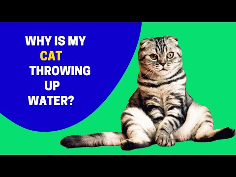 Why Is My Cat Throwing Up Water?