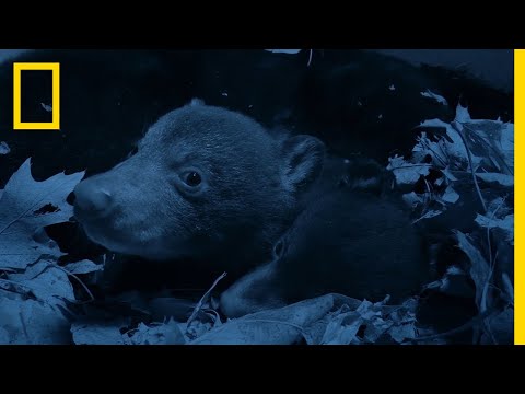 Bear Cubs Emerge From the Den | National Geographic