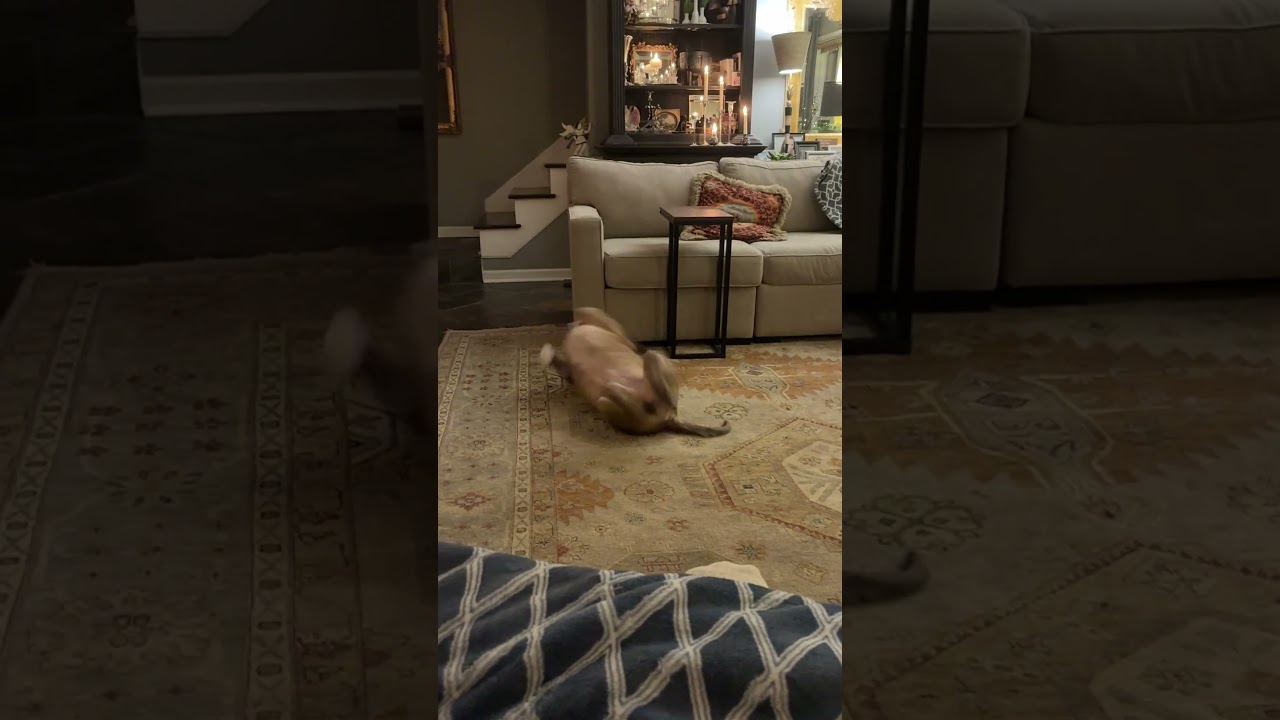 Enlarge BLADE, a Adoptable mixed breed in Berthoud, CO video 3/4