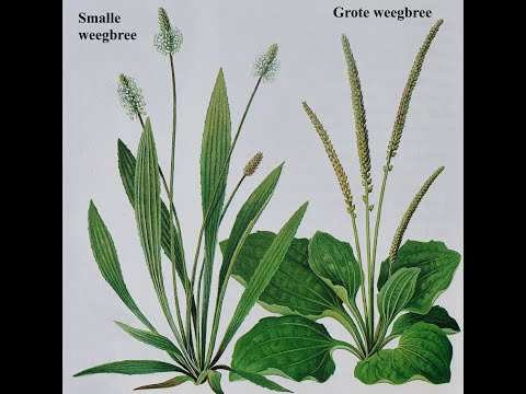 , title : 'Weegbree ( Geneeskrachtige planten )'