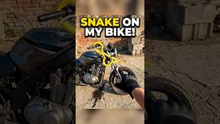 Download lagu Did not expect to find this under my bike… 🐍 #scary #biker #snake mp3