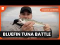 Monster Tuna Fight Chasing Monsters S02 EP11 Nature Adventure Documentary