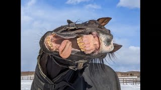 【生配信】馬のストーリーを見る会
