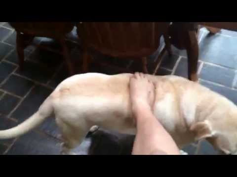 Putting my dirty foot on the the dog