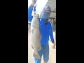 Huge Seabass Landed Auntie Pond 2nd Mega Seabass 5 6kg