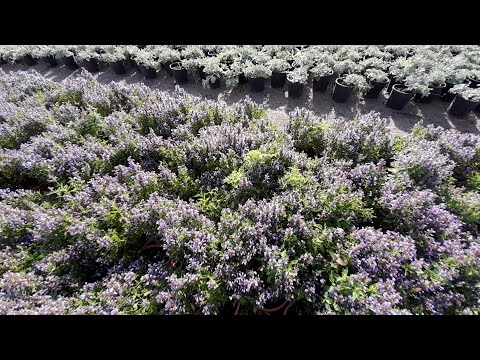 アガスタッシュ「ブルーフォーチュン」 植物