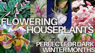 Easy Houseplants That Bloom Indoors (Beautiful Flowers & Easy Care)