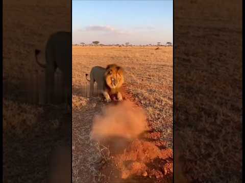 😂 Warthog vs Lion Funny Moments 🦁🐗 #animals