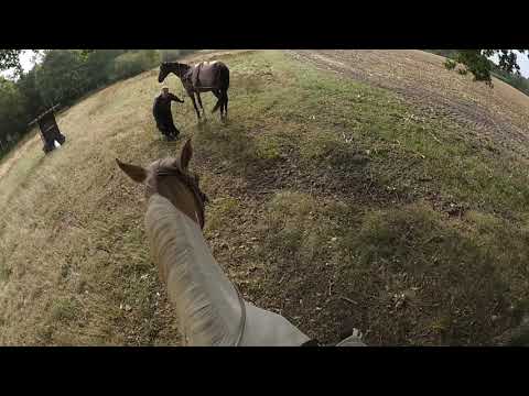 Lüneburger Heide 2020