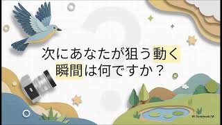 野鳥の撮影テクニック：飛び立つ瞬間を捉える【鳥ビア】