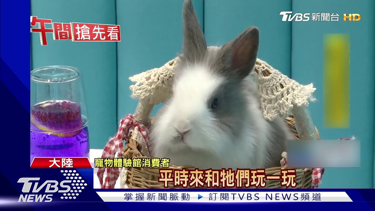 羊駝、蜜袋鼯隨你摸 無負擔養寵模式夯